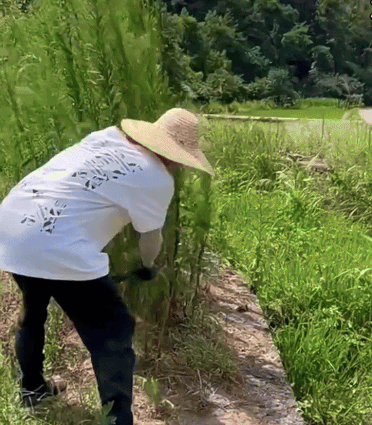 Multifunctional Lawn Mower ©